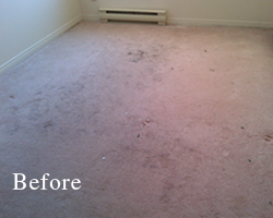 Before - Dirty Carpet