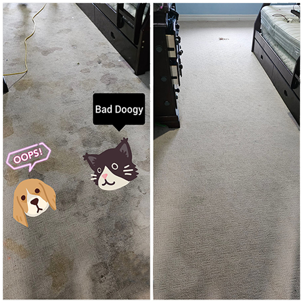 Pet Stains Before and After